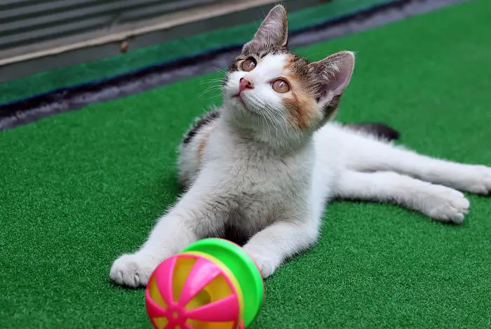 Best Smart Cat Toys Ball Interactive Engaging Your Feline Friend