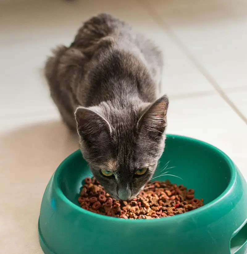 Cat Food Calculator - How much wet food to feed a cat calculator
