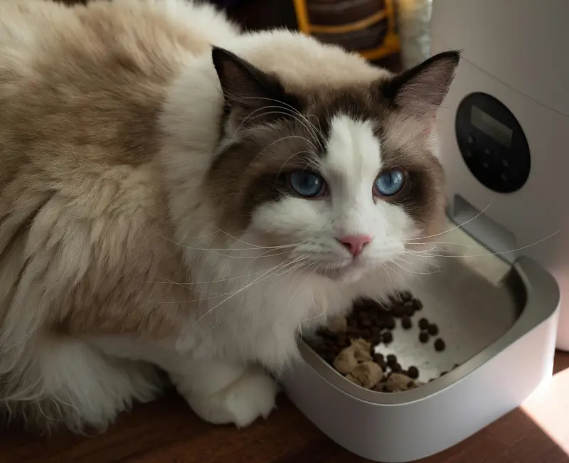 Cat Food Calculator - How much wet food to feed a cat calculator?